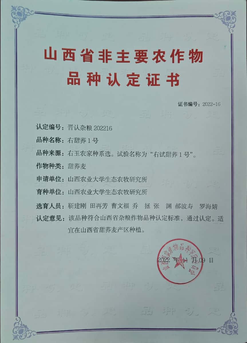 右甜荞1号